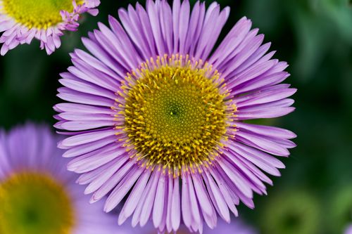 Free Detailed macro shot of a seaside daisy showcasing vibrant purple petals with a green center. Stock Photo