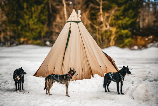 Dog sledding (winter) — Svalbard