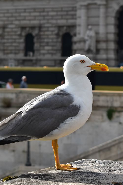 Free Detailed profile of a Herring Gull perched on a city structure. Stock Photo