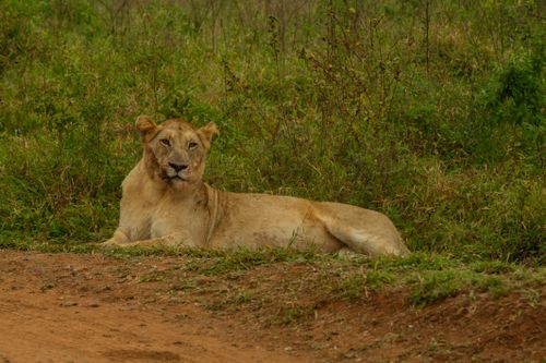 Free A lion lying calmly on the grass in a natural habitat, showcasing its powerful presence. Stock Photo