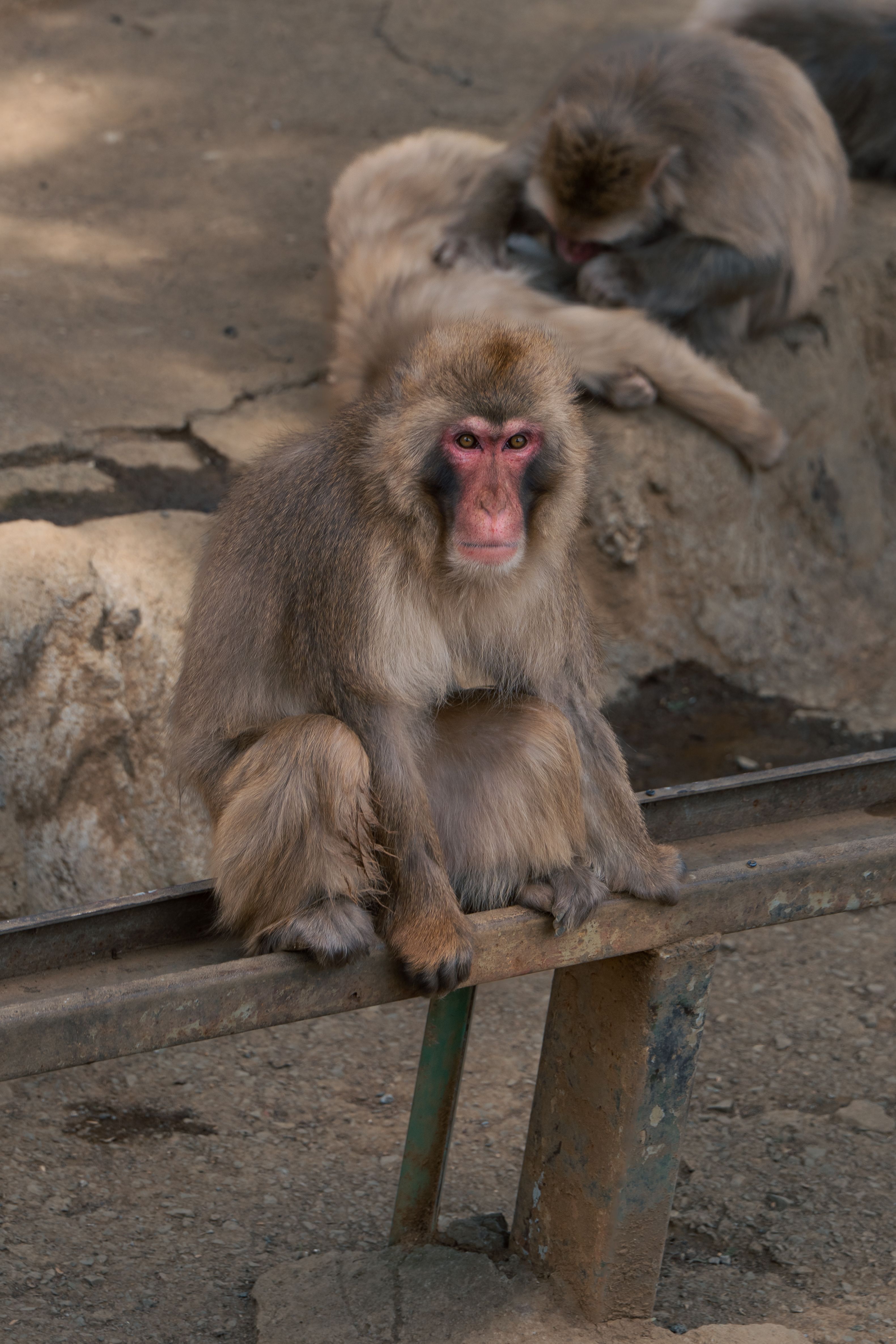 Japanese Macaques Resting on Rocky Terrain · Free Stock Photo