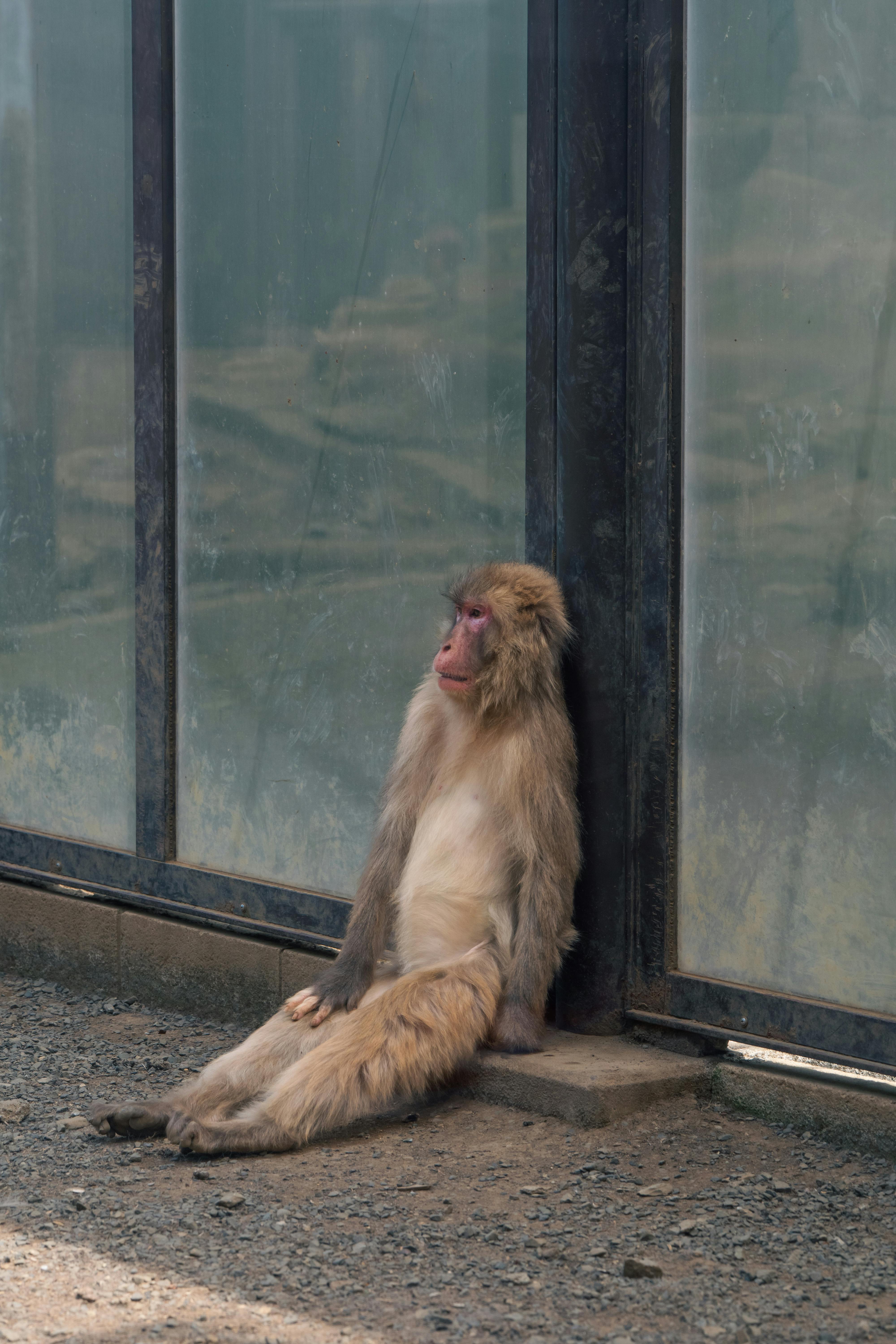 Americans Arrested for Entering Monkey Punch Enclosure in Japan