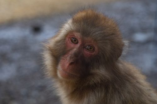 Free Intimate close-up of a Japanese snow monkey in Hachiōji, Tokyo, Japan. Stock Photo