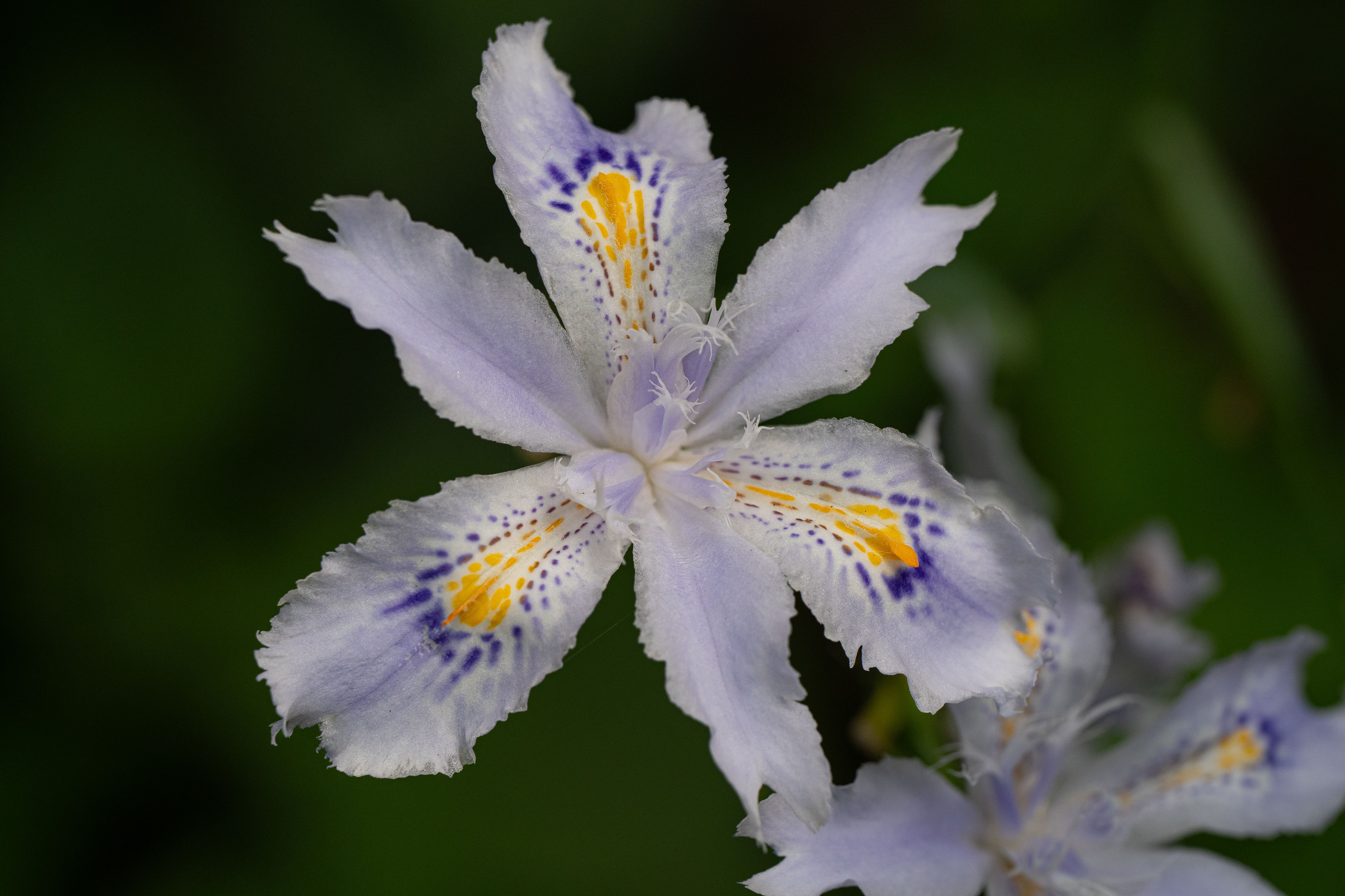 Detailed shot of a blooming Iris Japonica flower with delicate purple, yellow, and white petals.