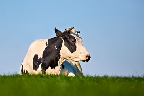 Free Holstein cow resting peacefully in a green field under a clear blue sky in summer. Stock Photo