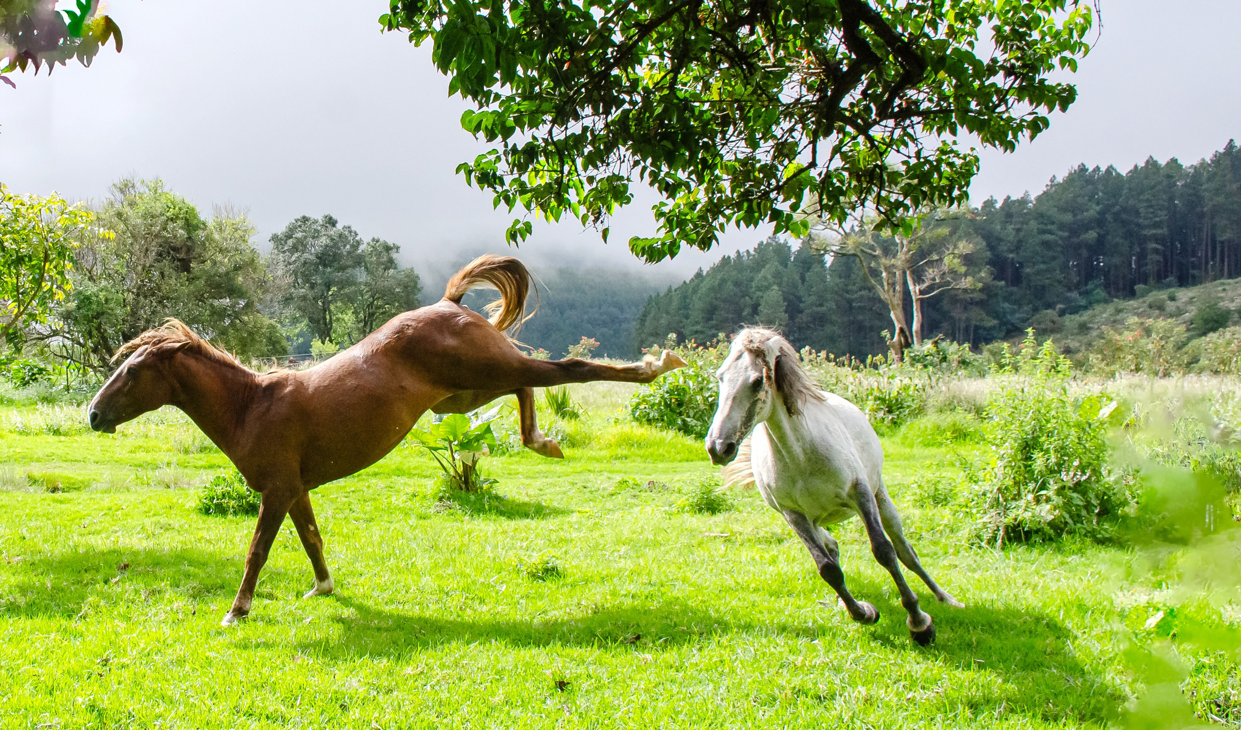 Two wild horses frolic energetically in lush greenery of Kaapschehoop, South Africa.
