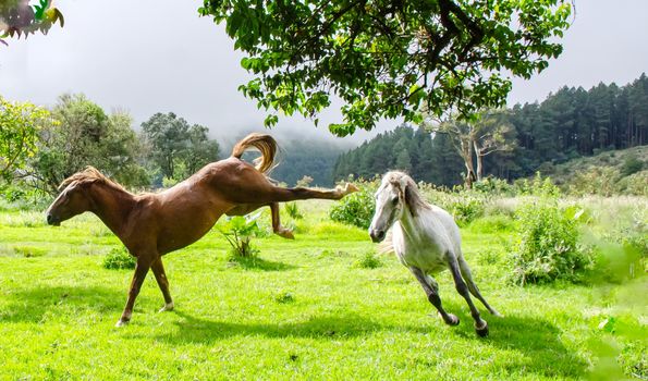 Two wild horses frolic energetically in lush greenery of Kaapschehoop, South Africa.