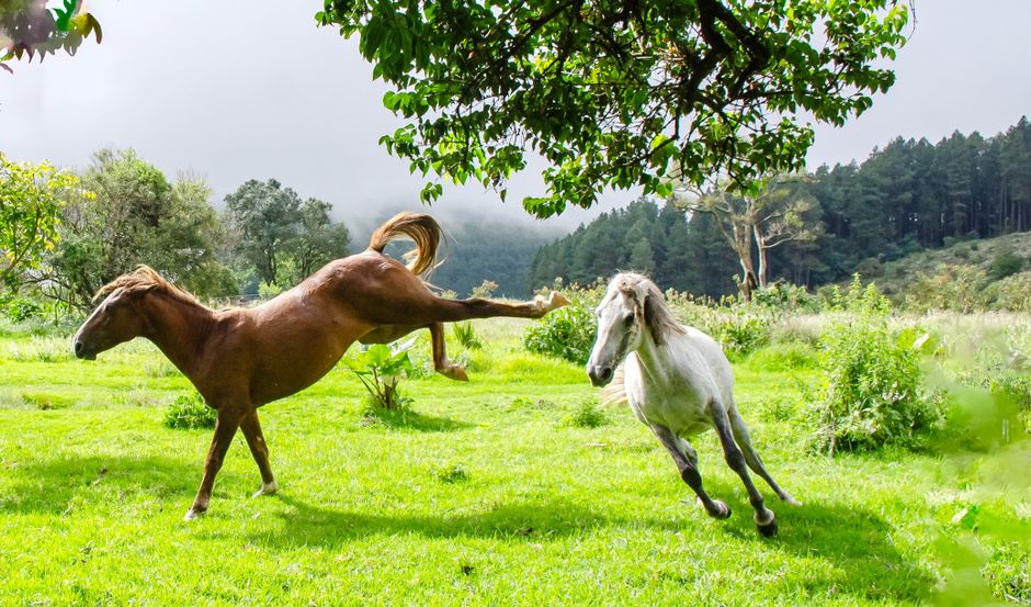 Two wild horses frolic energetically in lush greenery of Kaapschehoop, South Africa.