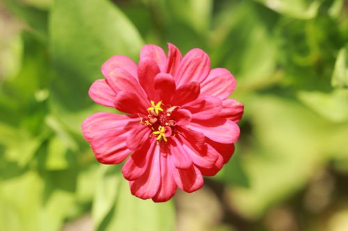 Free Close-up of a vibrant pink zinnia flower blooming against a lush green background. Stock Photo