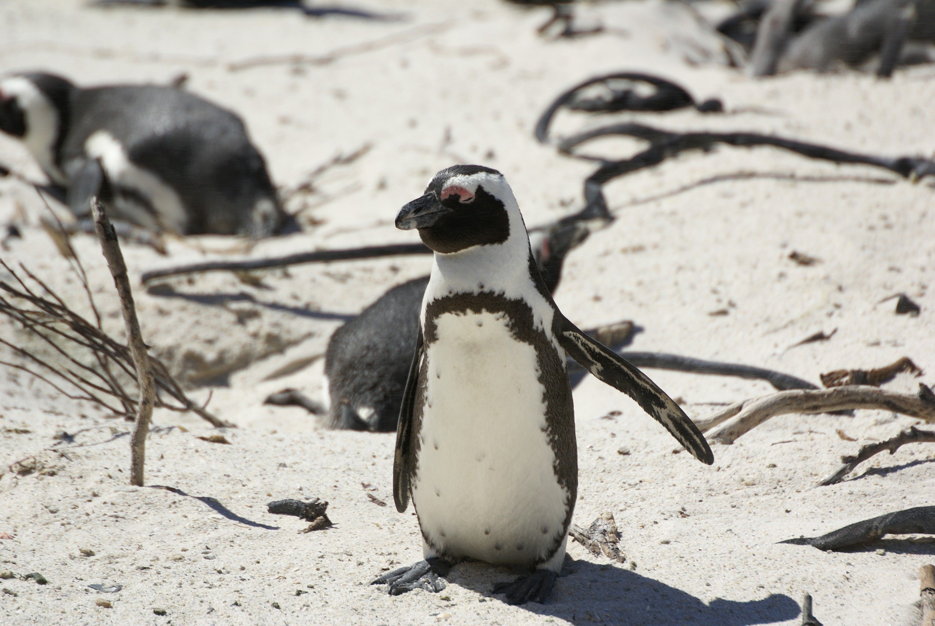 Boulders Beach et Colonie de Pingouins