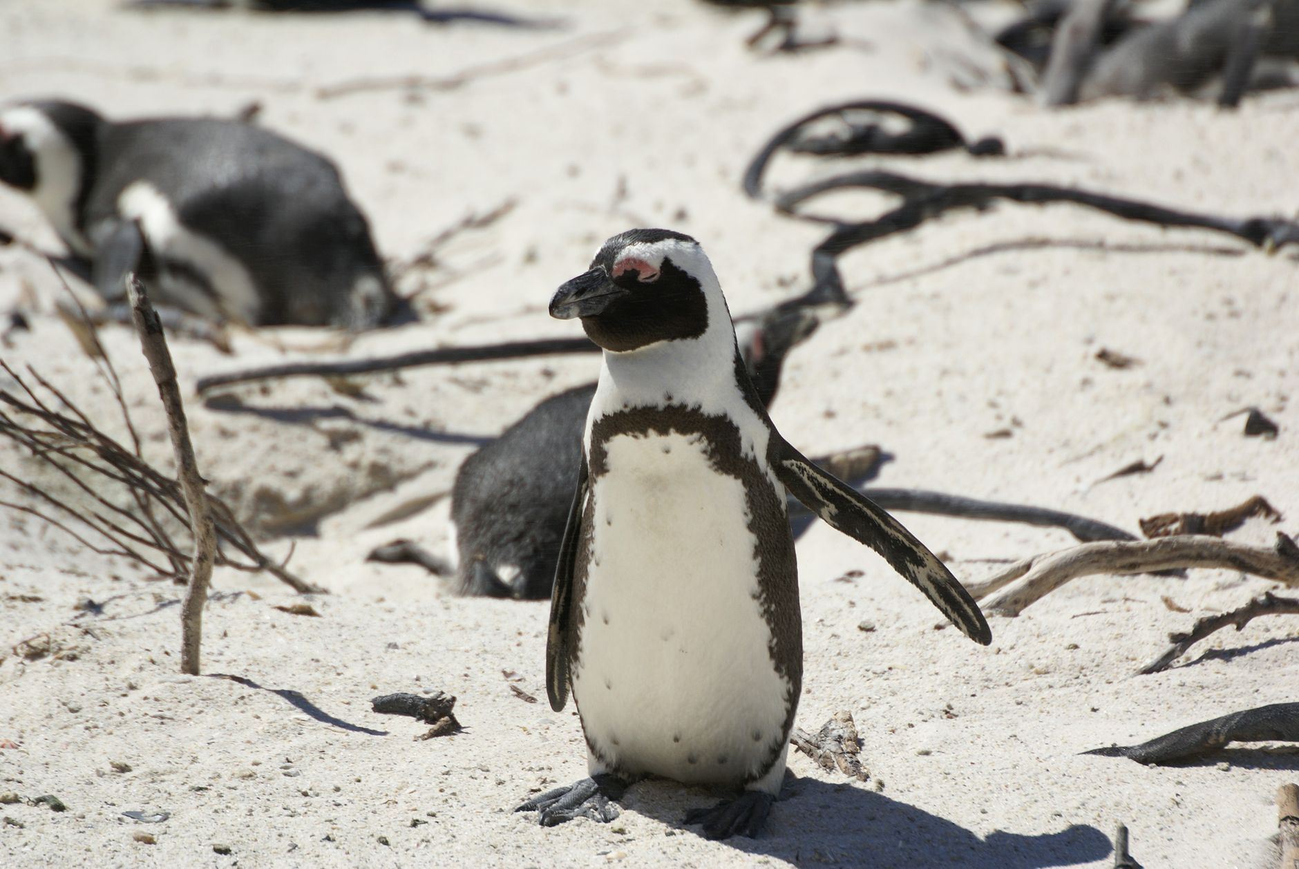 boulders beach penguins cape town south africa african penguin colony swimmers