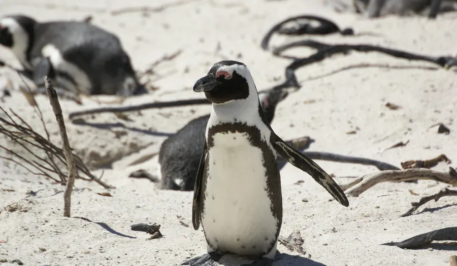 Boulders Beach