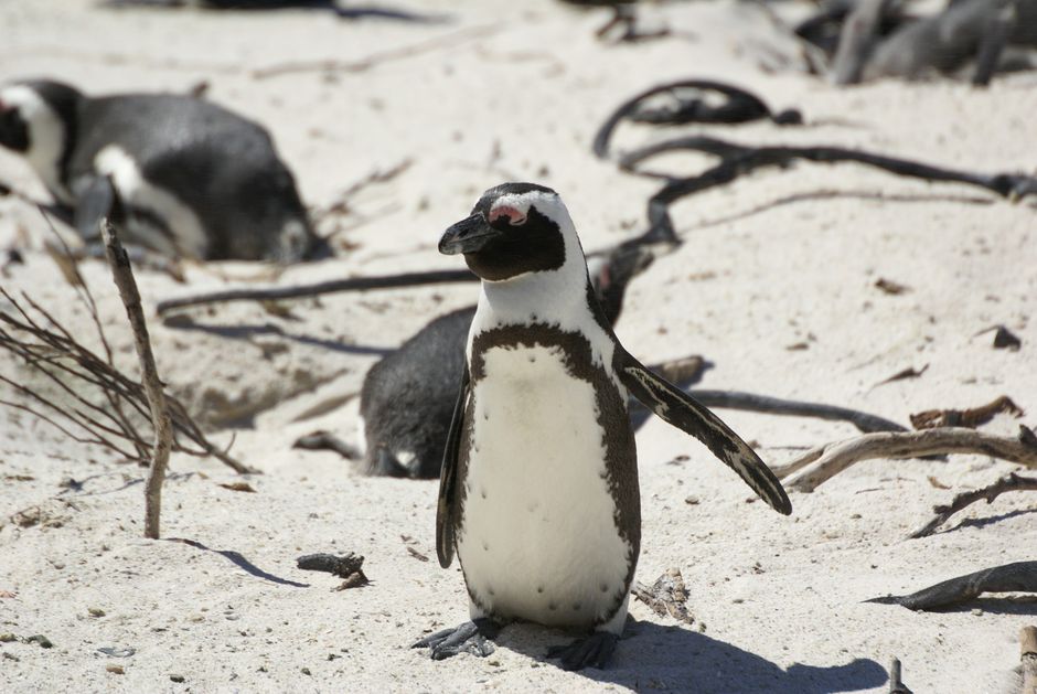 Boulders Beach et Colonie de Pingouins