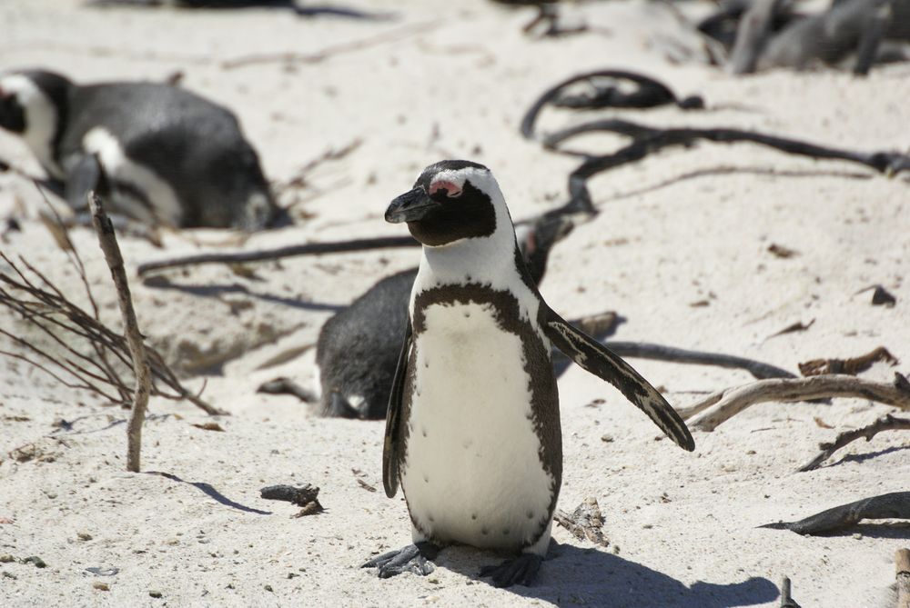Pingüino africano en la arena blanca de Boulders Beach, Cape Town