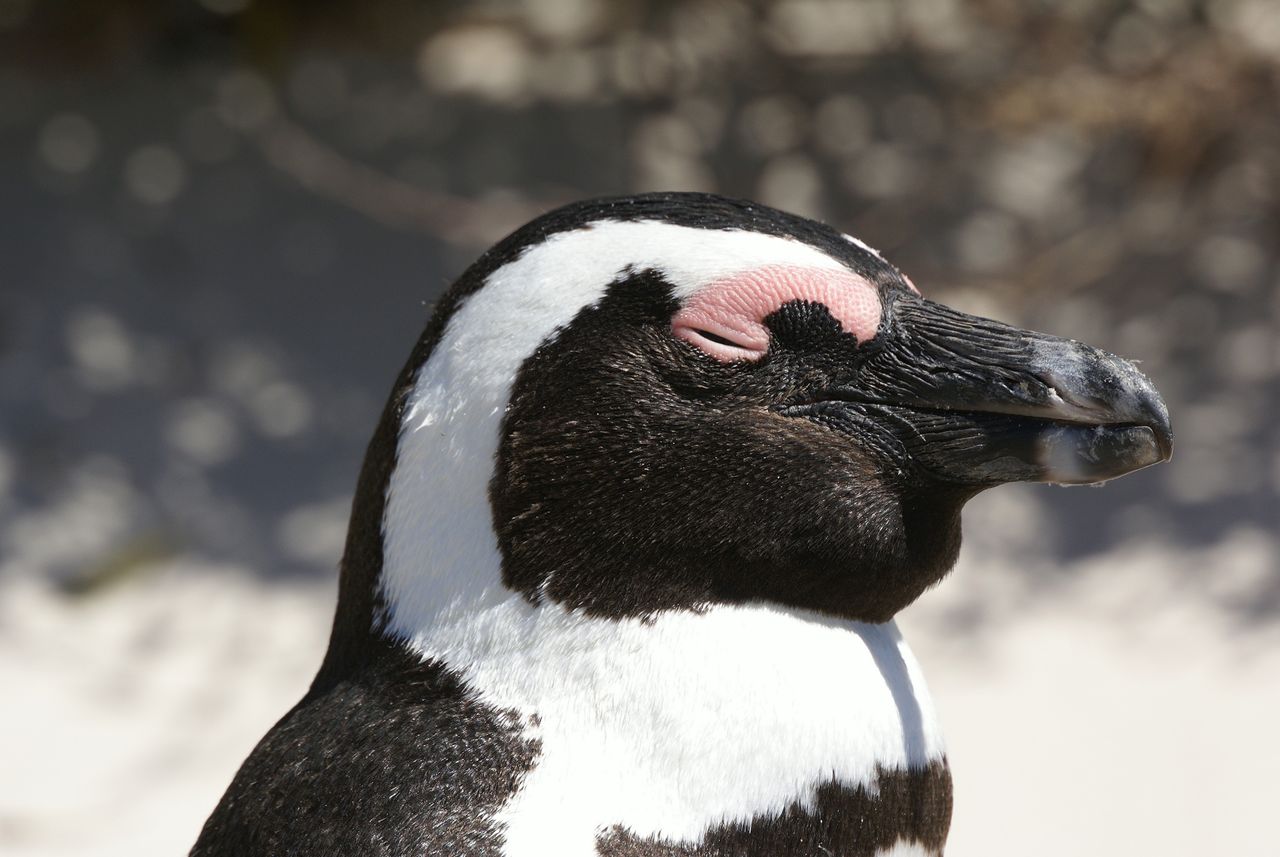 a serene african penguin basking in the sun with closed eyes on a beac