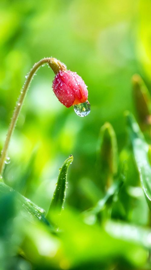 Free A vibrant red flower bud with dewdrops in sunlight, surrounded by green foliage. Stock Photo