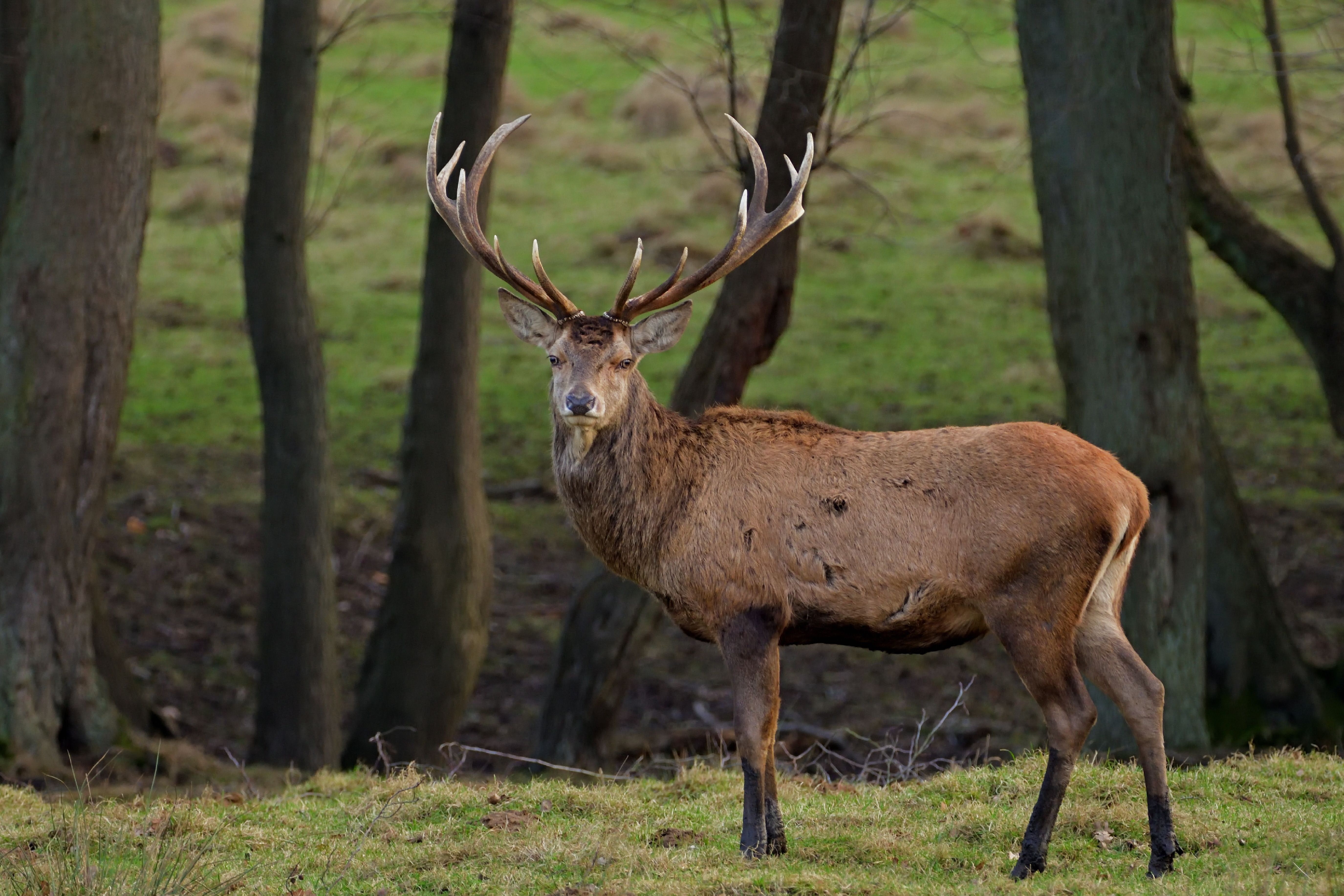 A red deer stands in a green forest, displaying its antlers.
