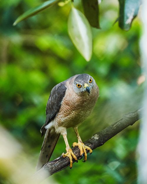 Free A sharp-shinned hawk perched on a branch amid lush green foliage, showcasing its keen gaze. Stock Photo