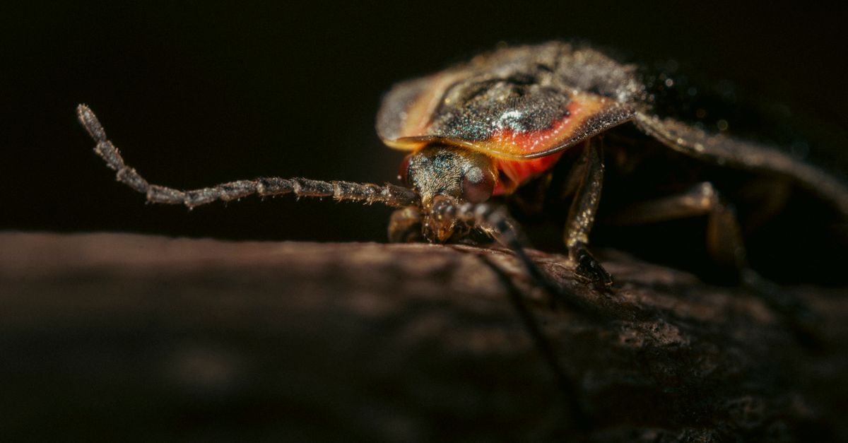 Adobe Firefly vs DALL-E 3 vs Midjourney: 2026 AI Image Generator Comparison