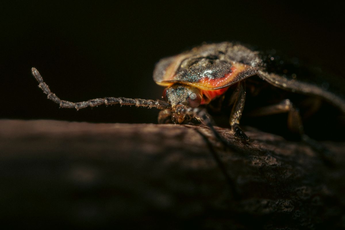 Adobe Firefly : créez sans limites avec l’IA générative