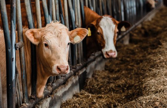 Guvernul a aprobat noi plafoane pentru neutralizarea animalelor moarte