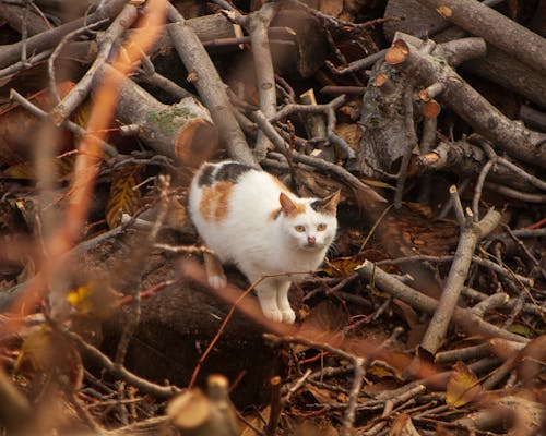 Cat Near Tree Branches