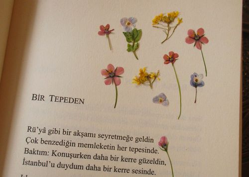 Free Page with Turkish text and colorful pressed flowers creating an artistic and literary combination. Stock Photo
