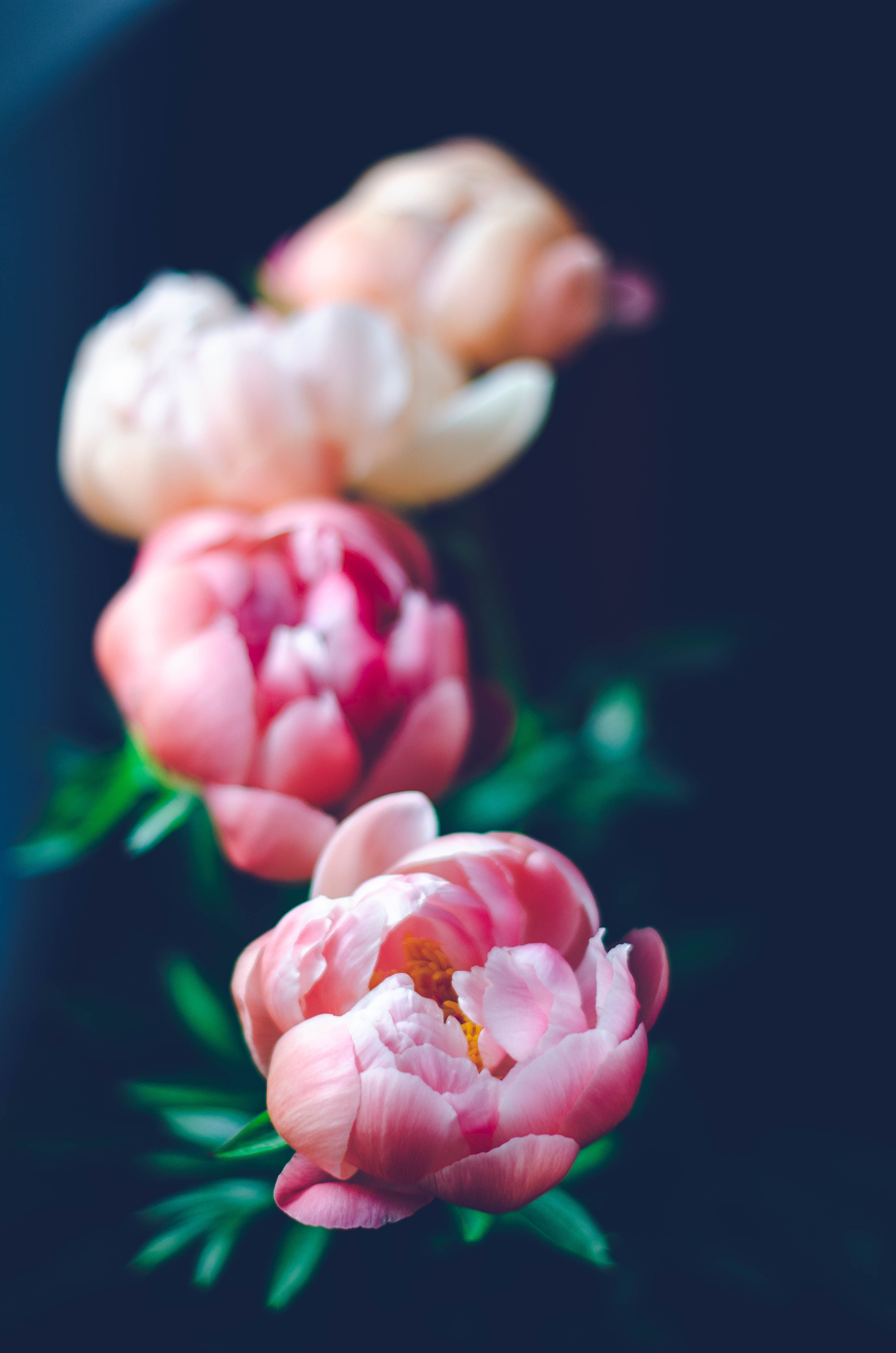 [ColoSach]-vivid-close-up-of-pink-peony-flowers-showcasing-their-delicate-petals-and-vibrant-colors.