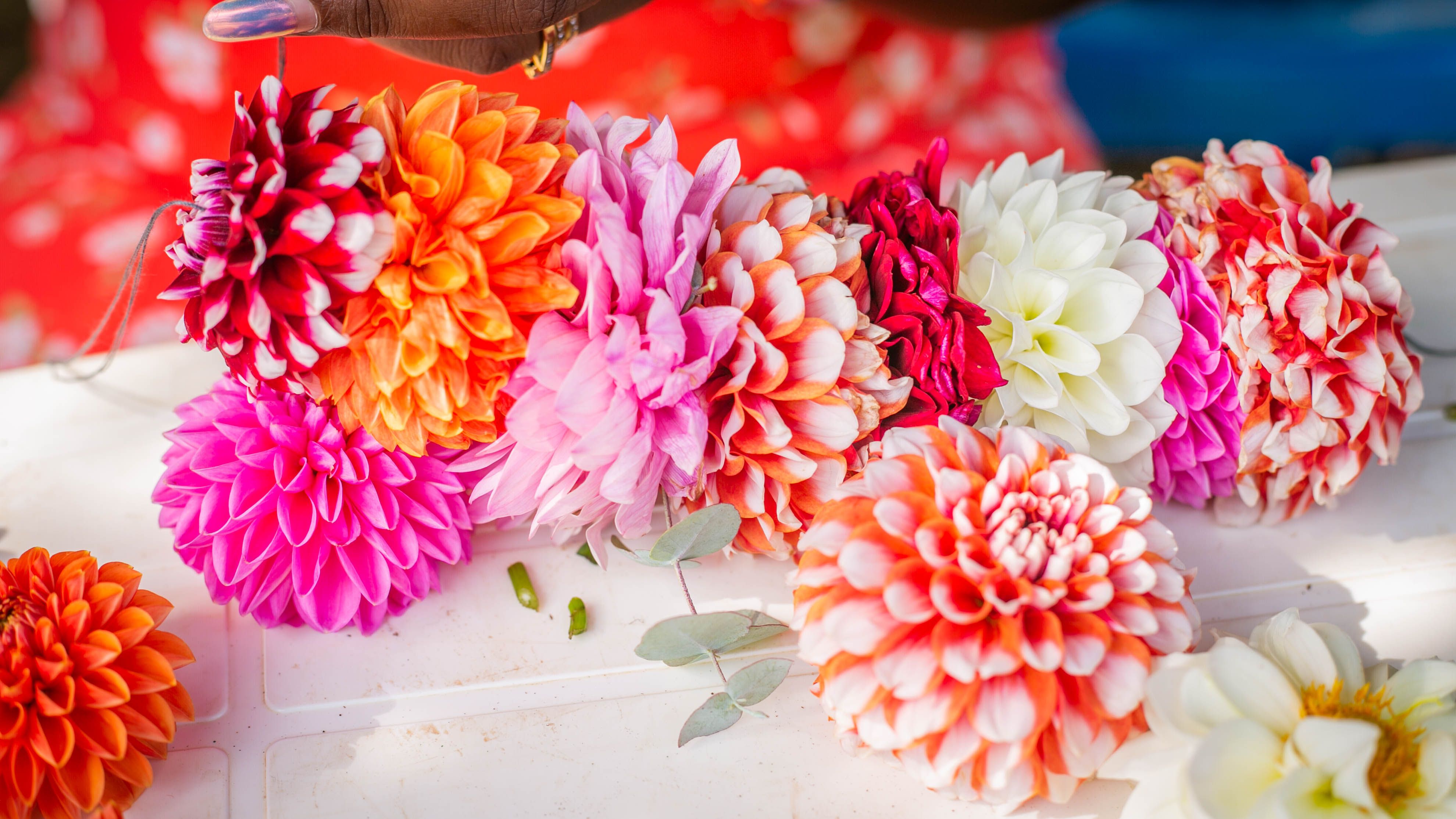 Dahlia : Guide Culture et Variétés 2026