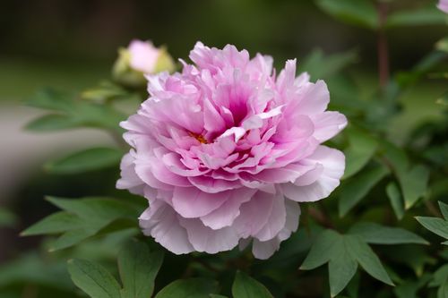 Free Close-up of a vibrant pink peony flower in an Innsbruck garden, perfect for nature enthusiasts. Stock Photo