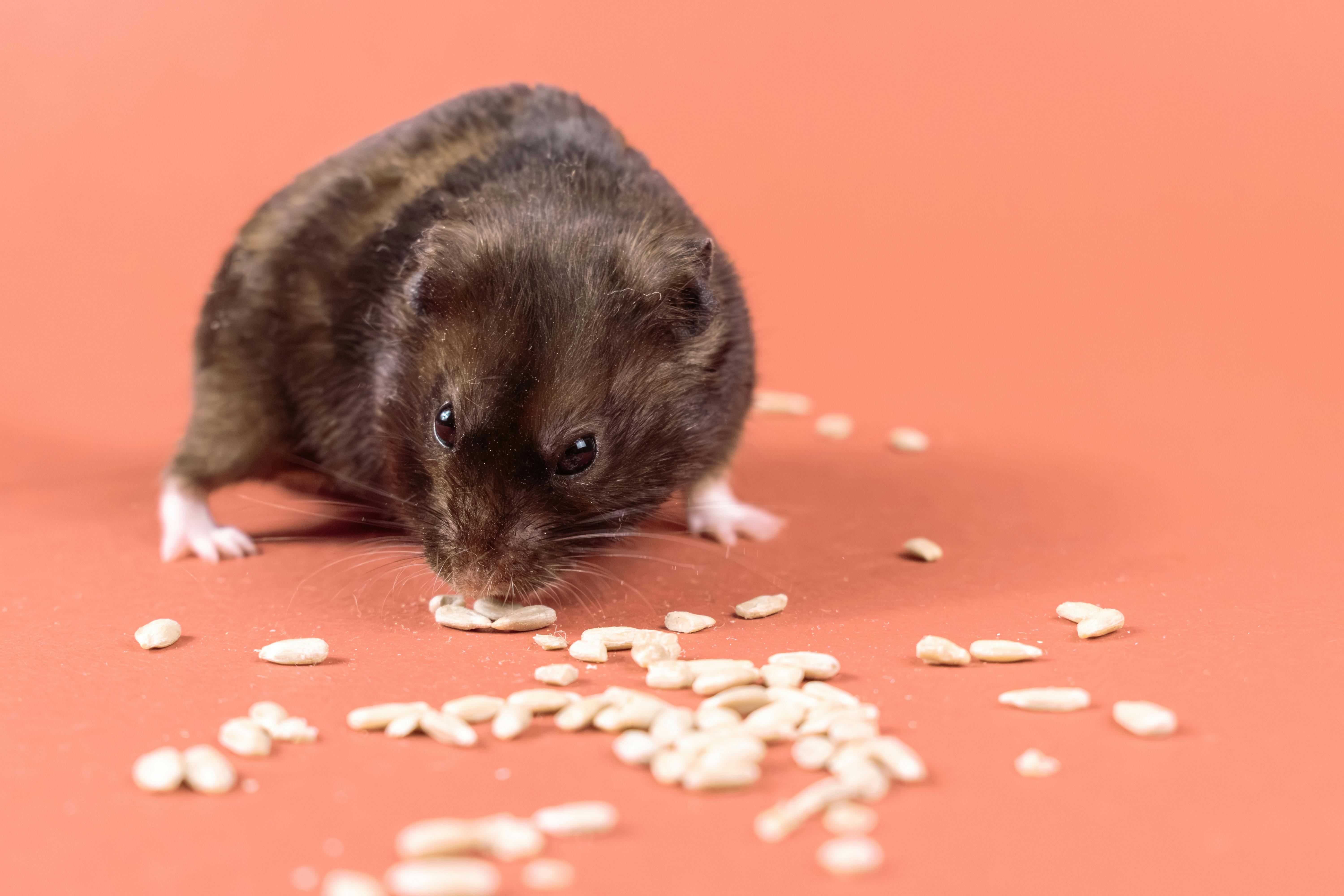 Wild Animals Using Hamster Wheels for Exercise