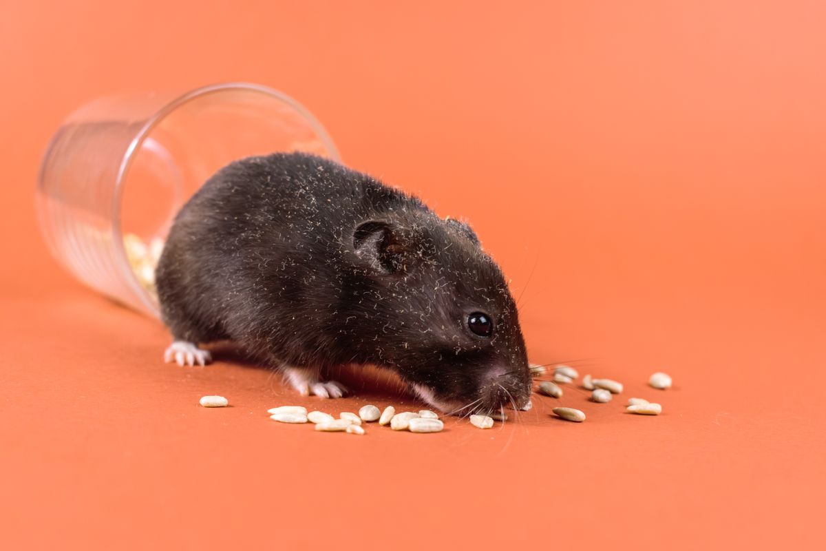 Zwarte Syrische hamster eet zonnebloempitten die uit een omgevallen glas zijn gerold, oranje achtergrond