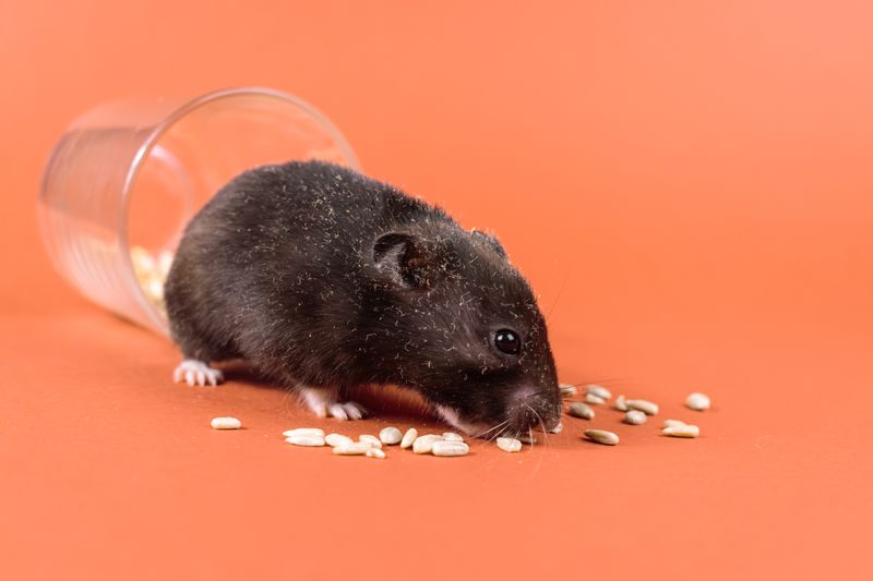 Wie tief muss die Einstreu beim Hamster sein? Graben ermöglichen — step-by-step visual example