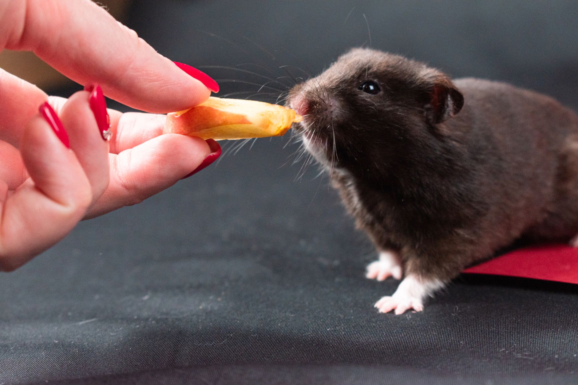 Veterinary care for a pet
