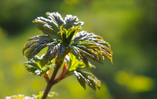Free Captivating macro shot of a fresh green leaf basking in sunlight, showcasing nature's delicate beauty. Stock Photo