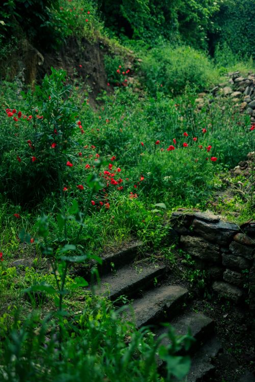 Free Charming garden path with red poppies and stone steps amidst lush greenery. Stock Photo