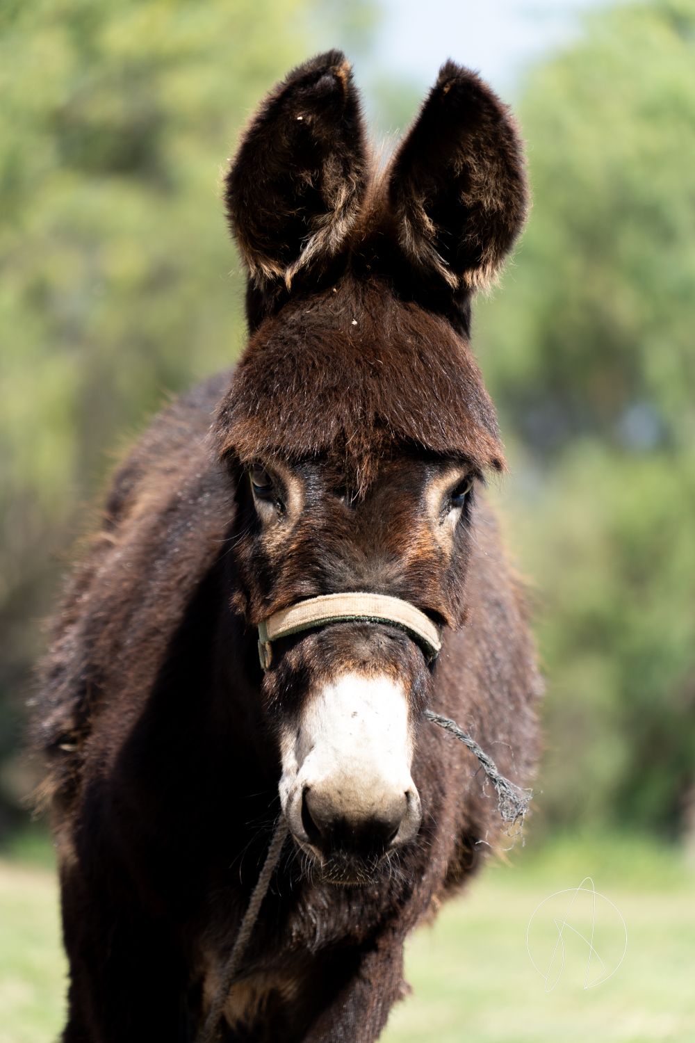 Donkey Setting Close-Up of a Donkey in a Natural Setting · Free Stock Photo