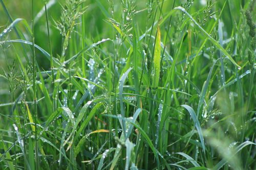 Free Close-up of fresh green grass with morning dew in Herzogenaurach, Bavaria. Perfect nature backdrop. Stock Photo