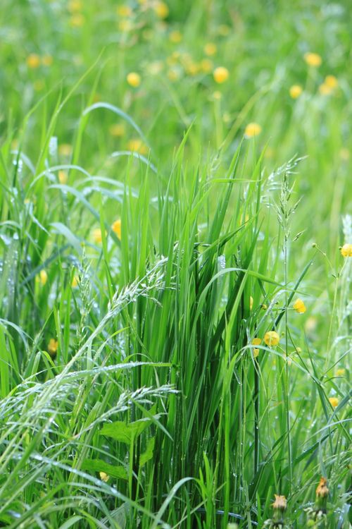 Free Close-up of vibrant green grass with yellow wildflowers, perfect for nature-themed designs. Stock Photo