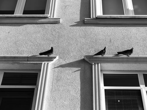 Free Black and white photo of pigeons on a building ledge, emphasizing light and shadow. Stock Photo