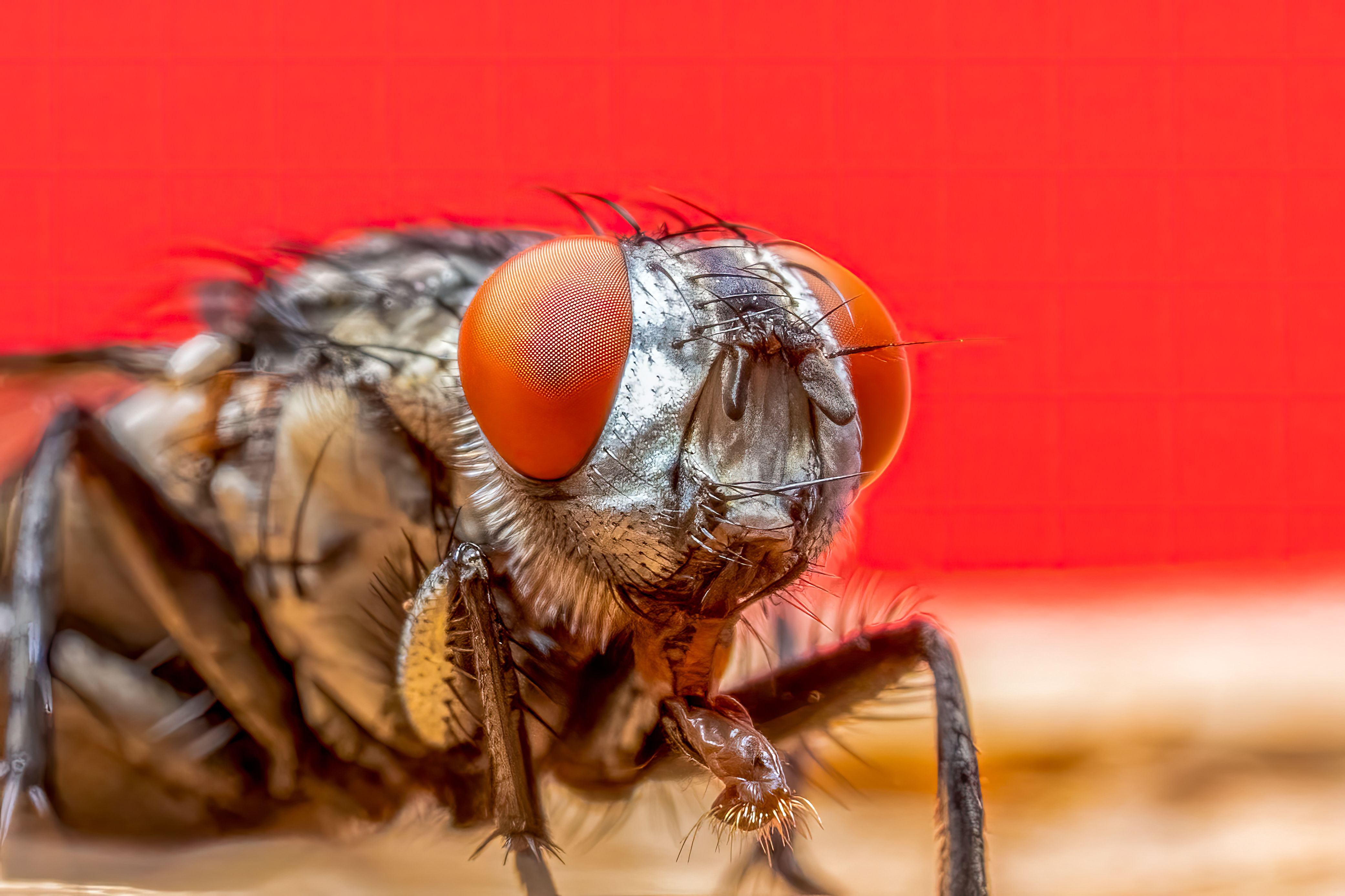 Close-Up of Flesh Fly with Detailed Red Eyes · Free Stock Photo