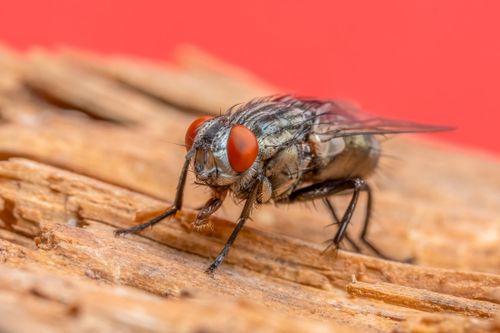 Free Detailed macro shot of a common flesh fly with red compound eyes resting on wood. Stock Photo