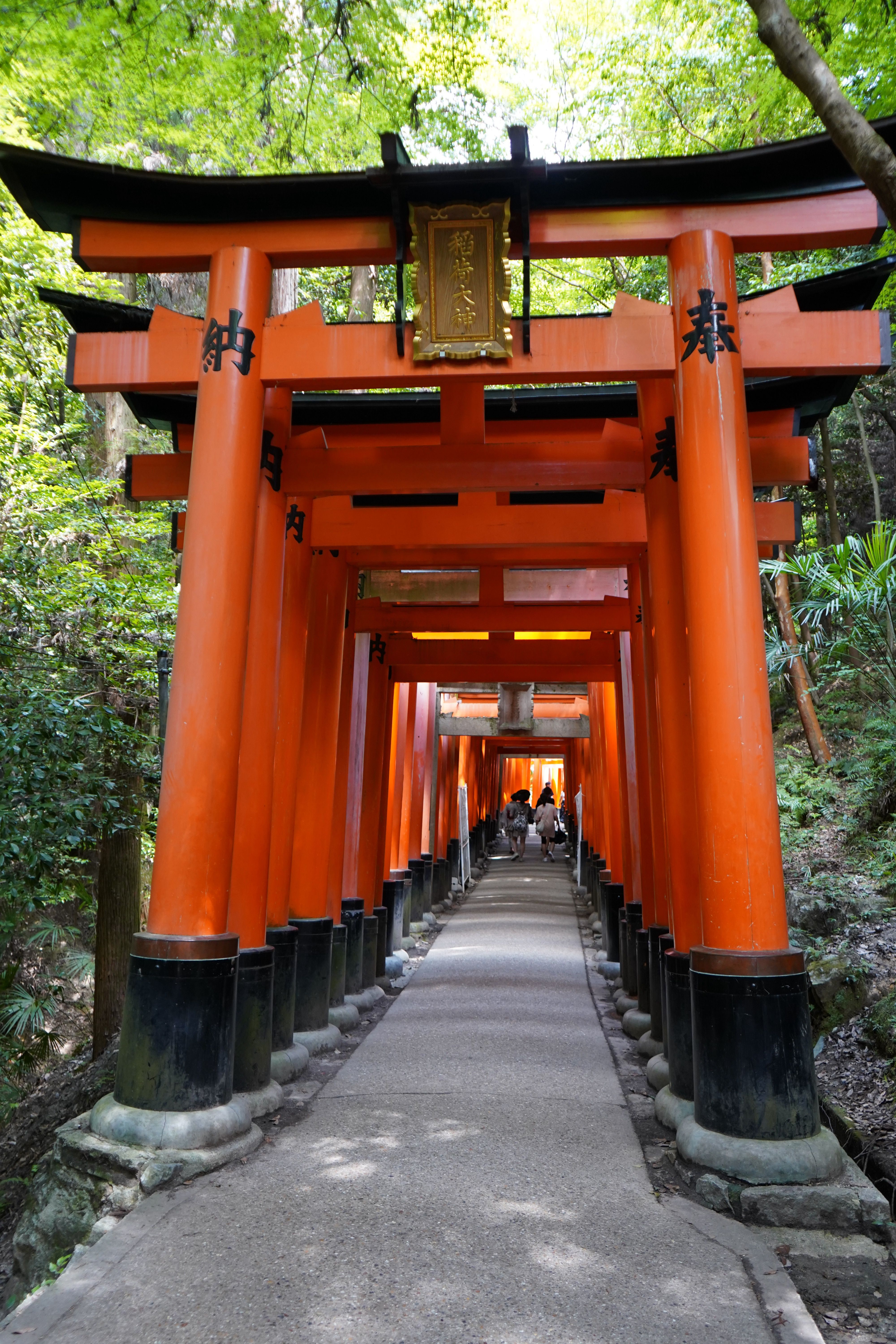Vibrant Torii Gates Pathway at Fushimi Inari Taisha · Free Stock Photo