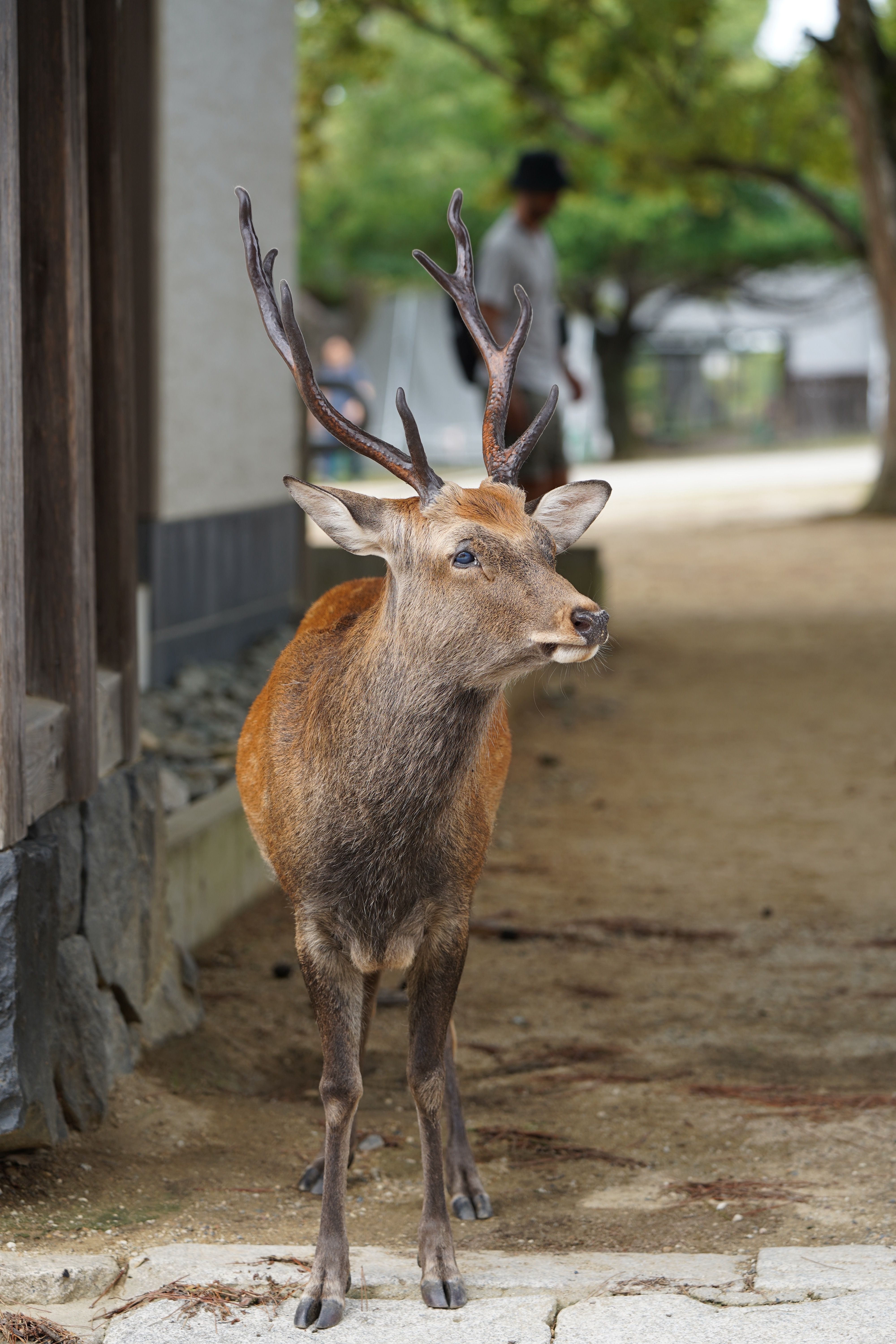 A Sika deer walking near a traditional building in Japan with lush greenery in the background.