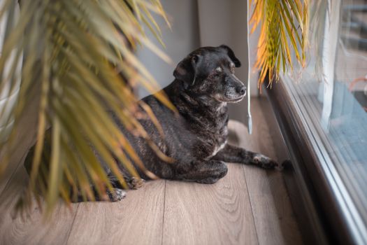 A calm dog basks in sunlight by a window, surrounded by indoor plants.