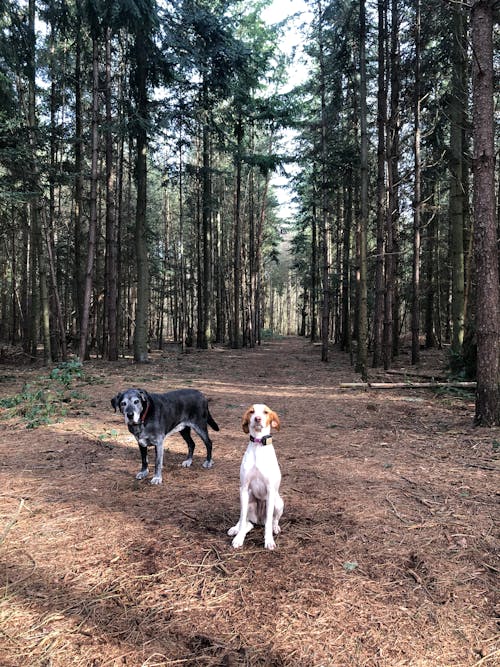 Foto d'estoc gratuïta de boscos, gossos, labrador