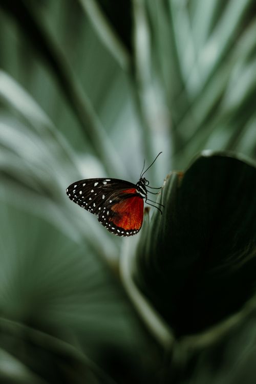 Free A Monarch Butterfly resting on a green leaf, showcasing its vibrant orange and black wings. Stock Photo