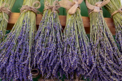 Free Close-up of bundled lavender stalks tied with twine, showcasing vibrant purple flowers. Stock Photo