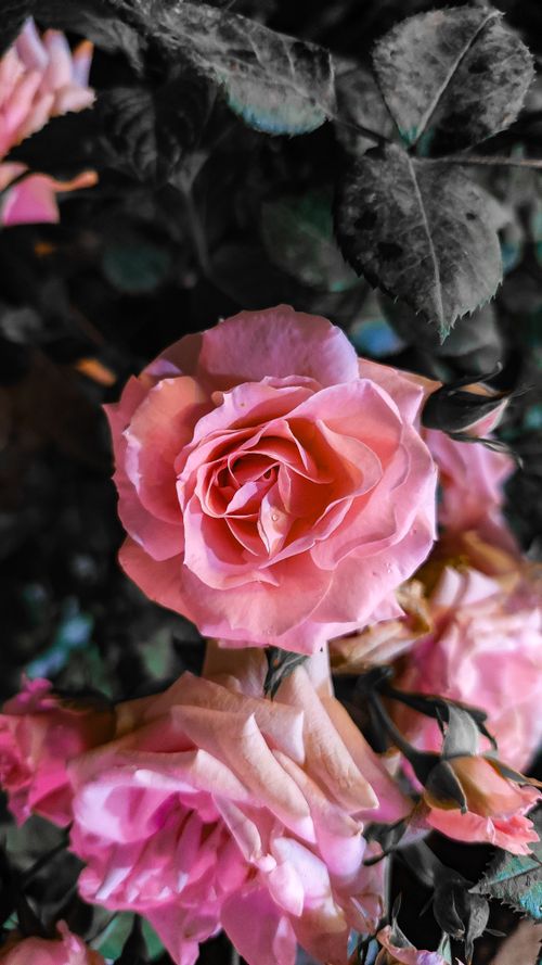 Free A captivating close-up of pink roses with vibrant petals contrasting against dark leaves. Stock Photo