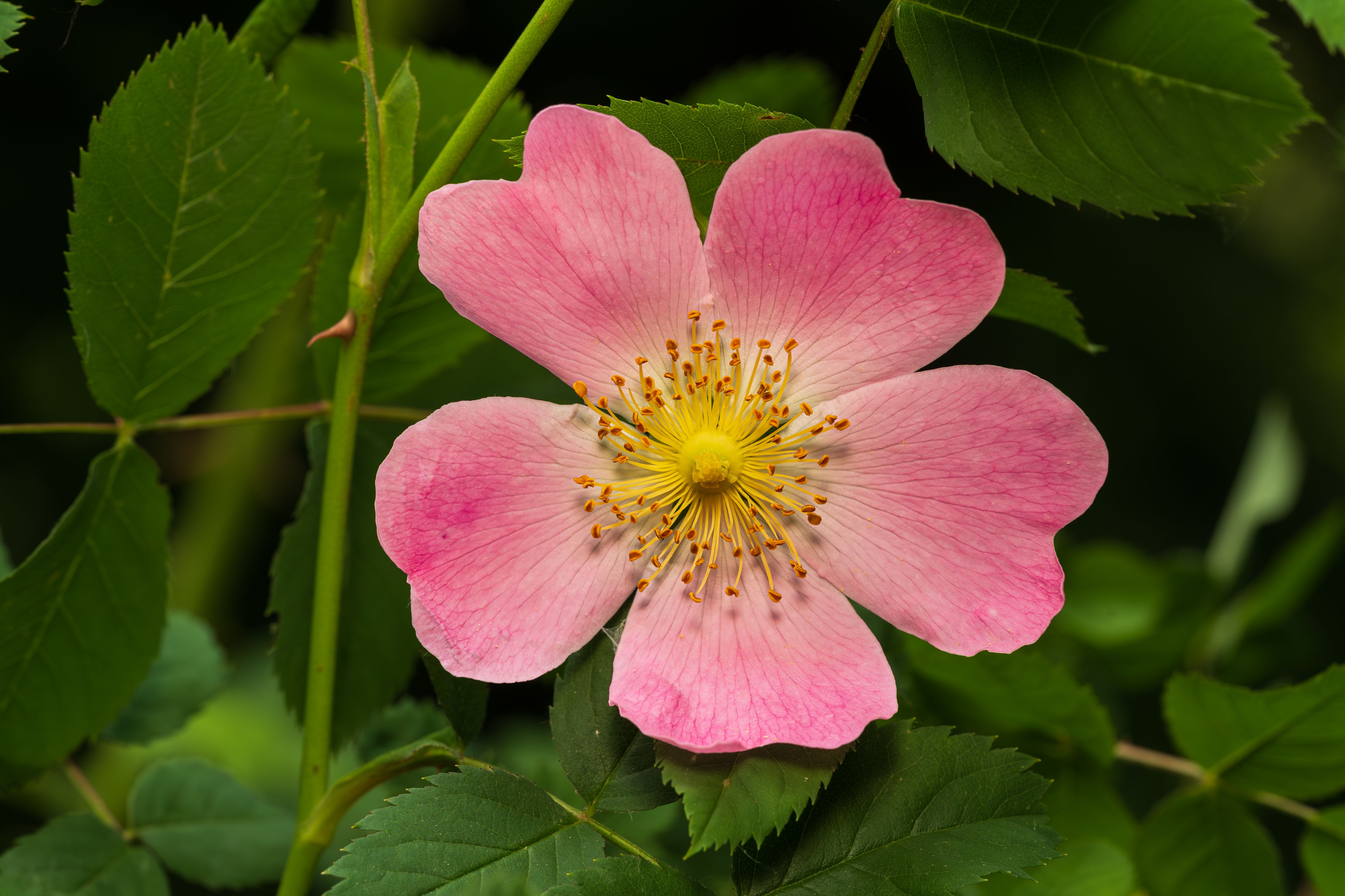 Michigan state flower — flowers